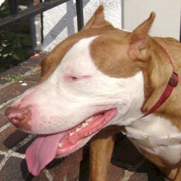 Fosters Red Pit Bull.jpg